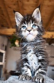 Maine coon