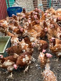 Galline