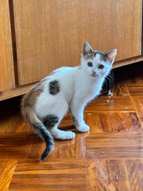 Cucciolo di gatta