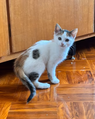Cucciolo di gatta