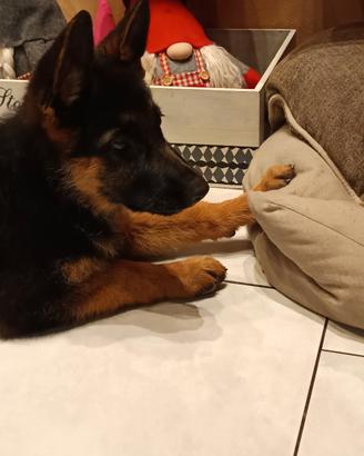 Cuccioli di pastore tedesco