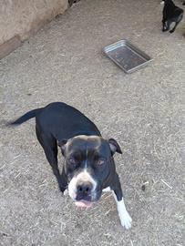 Cuccioli di Amstaff 2 mesi