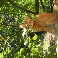 Gattini