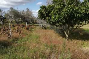 Terreno agricolo NON edificabile