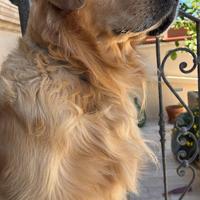 Golden retriver
