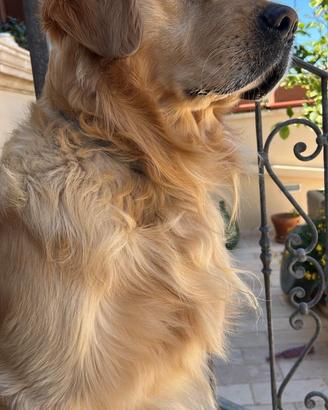 Golden retriver