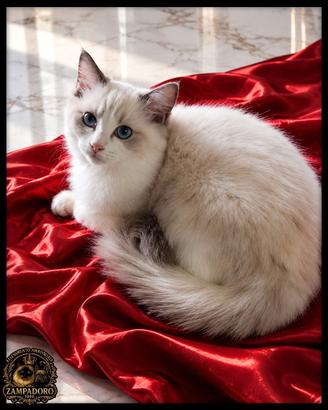 Ragdoll femmina con pedigree