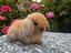 Immagine 4