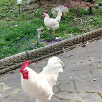 Gallo tutto bianco