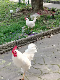 Gallo tutto bianco