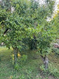 Giuggiolo