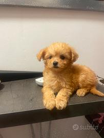Cuccioli maltipoo