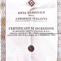 American staffordshire terrier x monta