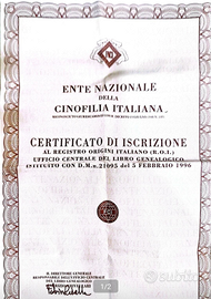 American staffordshire terrier x monta