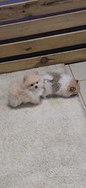 Spitz nano pomerania