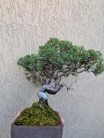 Ginepro cinese bonsai
