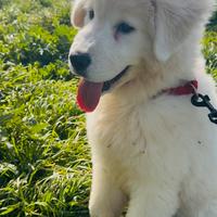 Batuffolo bianco di puro maremmano abruzzese