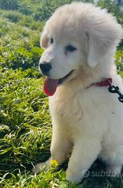 Batuffolo bianco di puro maremmano abruzzese
