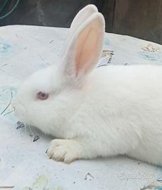 CONIGLI Bianchi di Nuova Zelanda