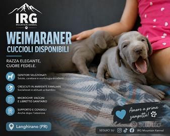 Weimaraner Cuccioli
