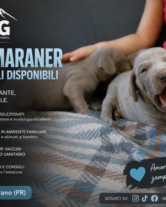 Weimaraner Cuccioli