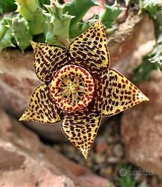 Pianta Grassa Stapelia Variegata (Orbea) + omaggio
