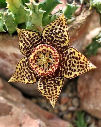 Pianta Grassa Stapelia Variegata (Orbea) + omaggio