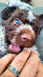 Cuccioli Lagotto romagnolo disponibili