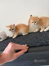 Gatti scottish fold e straight