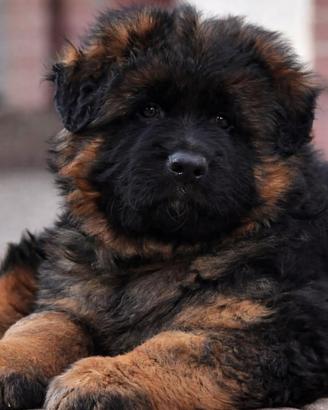 Cuccioli pastore tedesco