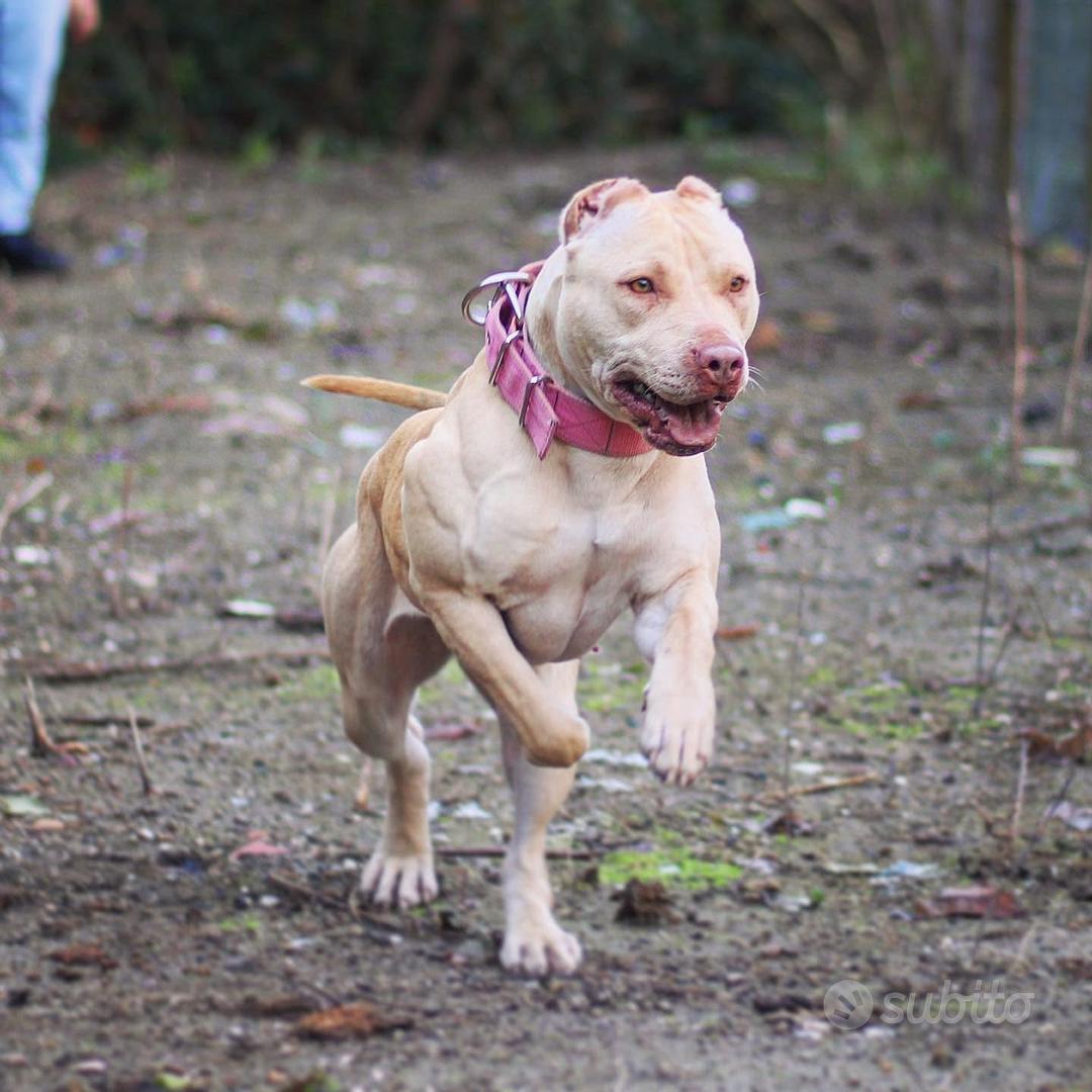 Pitbull femmina - Animali In vendita a Milano