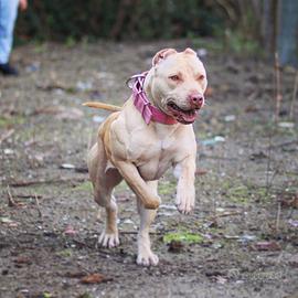 Pitbull femmina