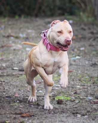 Pitbull femmina