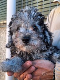 Barboncino nano Blue Merle