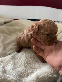 Cuccioli di barboncino