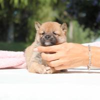 Cucciolina femmina di Shiba Inu rossa