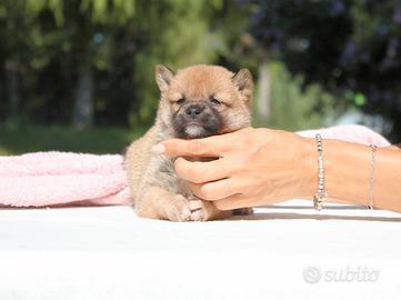 Cucciolina femmina di Shiba Inu rossa