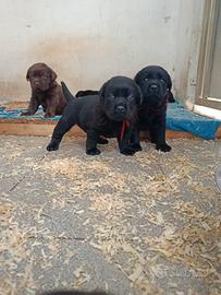Cuccioli Labrador Retriever