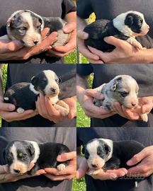 Cuccioli di pastore australiano