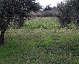 Agricolo alberi pozzo