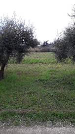 Agricolo alberi pozzo