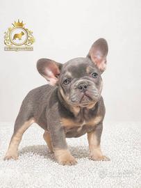 Sublime femminuccia bulldog francese Lilac