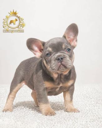Sublime femminuccia bulldog francese Lilac