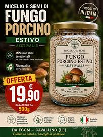Micelio funghi estivi