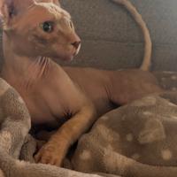 Gatto Sphynx per Accoppiamento