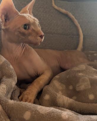 Gatto Sphynx per Accoppiamento