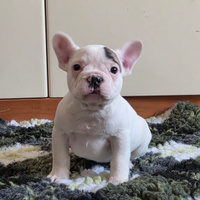 Bouledogue francese enci