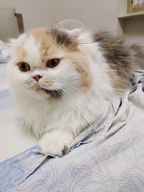 Gatti scottish fold e straight