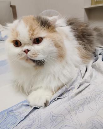 Gatti scottish fold e straight