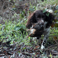 Springer Spaniel da caccia